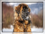 Pies, Leonberger