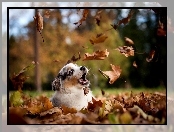 Liście, Owczarek australijski-australian shepherd