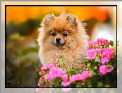 Mordka, Pomeranian, Kwiaty, Pies, Szpic miniaturowy