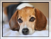 Pies, Oczy, Beagle, Mordka