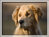Golden Retriever, Pies, Mordka