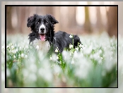 Mordka, Pies, Śnieżyce, Kwiaty, Border collie, Łąka