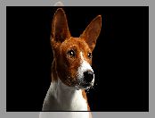 Mordka, Pies, Basenji