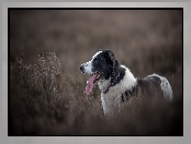 Mordka, Pies, Rośliny, Łąka, Border collie, Jęzor