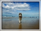 Morze, Pies, Plaża