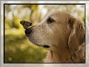 Motyl, Pies, Golden retriever