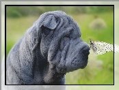 Motyl, Shar Pei