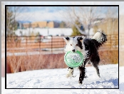 Śnieg, Pies, Frisbee