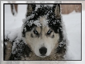 Śnieg, Pies, Husky