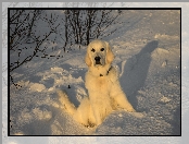Śnieg, Pies, Retriever