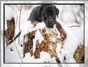 Śnieg, Pies, Rottweiler