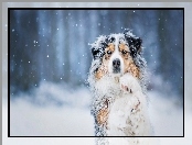 Zima, Owczarek australijski, Pies, Śnieg