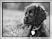 Uszy, Cocker spaniel angielski, Pies, Obroża