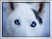 Oczy, Pies, Niebieskie