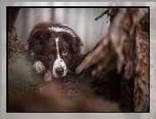 Border Collie, Pysk, Oczy