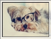 Yorkshire Terrier, Pies, Okulary