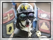 Okulary, Pies, Kask