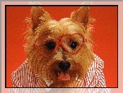 Koszulka, Yorkshire Terrier, Pies, Okulary