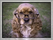 Okulary, Pies, Spaniel
