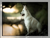 Pies, Biały owczarek szwajcarski