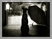 Pies, Parasol