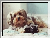 Aparat, Shih Tzu, Pies, Pentax