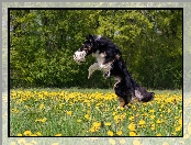 Piłka, Pies, Kwiaty, Mniszek, Border collie, Łąka