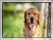 Retriever, Pies, Golden