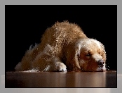 Retriever, Pies, Golden