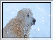 Pies, Zima, Golden Retriever, Śnieg