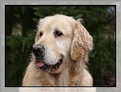Retriever, Pies, Golden