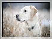 Retriever, Pies, Labrador