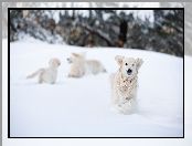Zima, Zabawa, Śnieg, Pies, Golden retriever