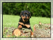 Rottweiler, Pies, Szczeniak