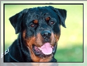 Rottweiler, Pies