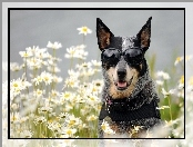 Australian cattle dog, Okulary, Pies