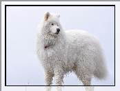 Samojed, Pies