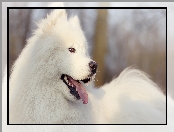 Samojed, Pies, Biały