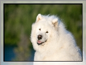 Pies, Samojed