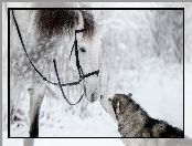 Pies, Zima, Koń, Siberian husky