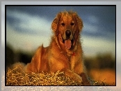 Golden retriever, Słoma, Pies, Język