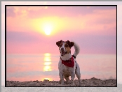Słońce, Pies, Plaża