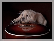 Gitara, Golden retriever, Szczeniak, Smutny, Pies