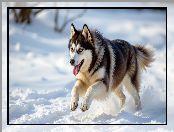 Biegnący, Pies, Śnieg, Siberian husky