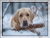 Leżący, Pies, Śnieg, Labrador retriever