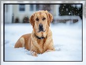 Leżący, Pies, Śnieg, Labrador retriever