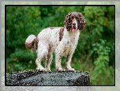 Pies, Springer spaniel angielski