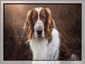 Pies, Springer spaniel walijski