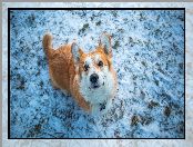 Trawa, Zima, Spojrzenie, Pies, Welsh corgi pembroke