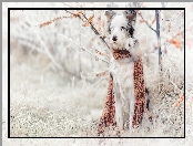Szalik, Pies, Rośliny, Trawa, Border collie, Szadź